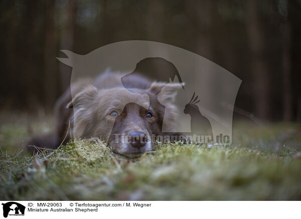 Miniature Australian Shepherd / Miniature Australian Shepherd / MW-29063