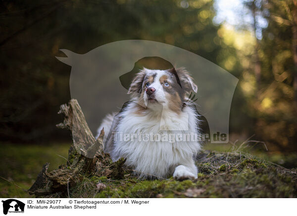Miniature Australian Shepherd / Miniature Australian Shepherd / MW-29077