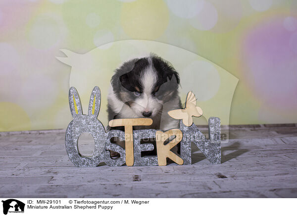 Miniature Australian Shepherd Puppy / MW-29101