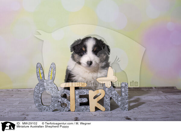 Miniature Australian Shepherd Puppy / MW-29102