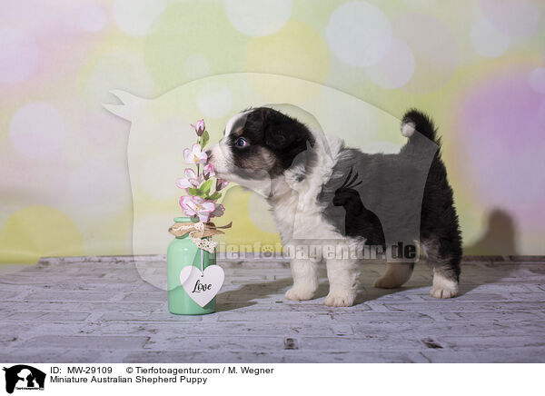 Miniature Australian Shepherd Puppy / MW-29109