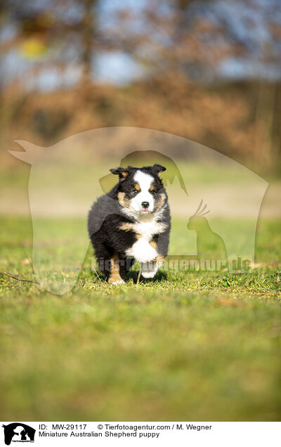 Miniature Australian Shepherd puppy / MW-29117