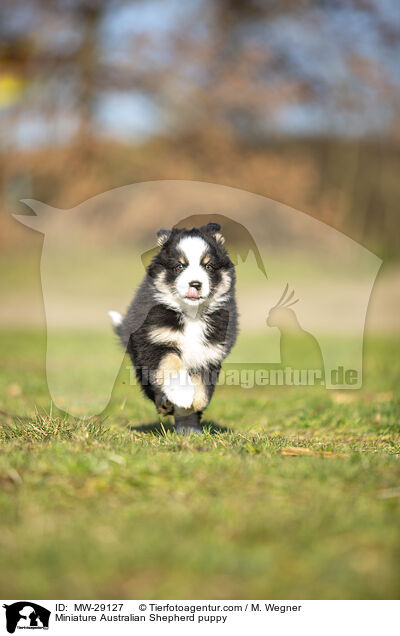 Miniature Australian Shepherd Welpe / Miniature Australian Shepherd puppy / MW-29127