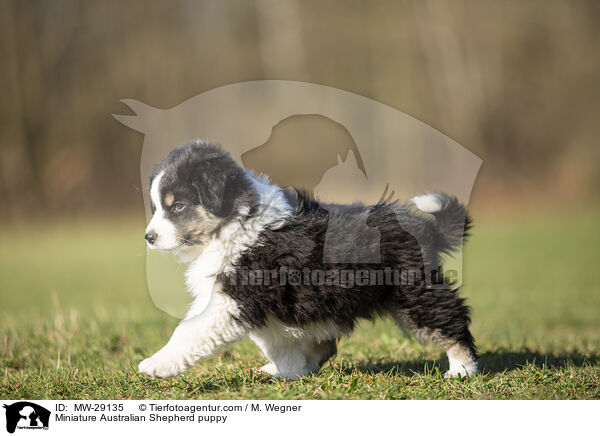 Miniature Australian Shepherd Welpe / Miniature Australian Shepherd puppy / MW-29135