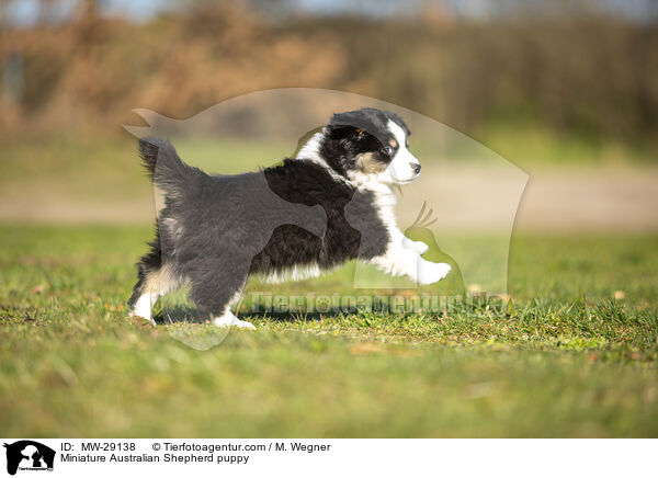 Miniature Australian Shepherd Welpe / Miniature Australian Shepherd puppy / MW-29138
