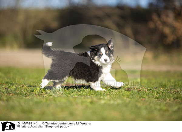 Miniature Australian Shepherd Welpe / Miniature Australian Shepherd puppy / MW-29141