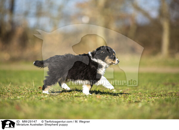 Miniature Australian Shepherd Welpe / Miniature Australian Shepherd puppy / MW-29147