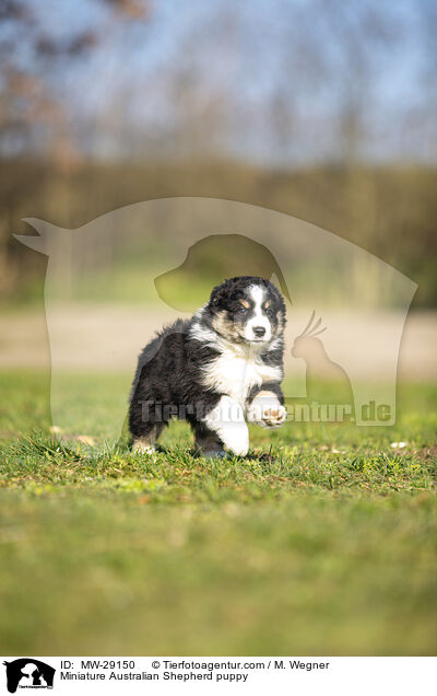 Miniature Australian Shepherd Welpe / Miniature Australian Shepherd puppy / MW-29150