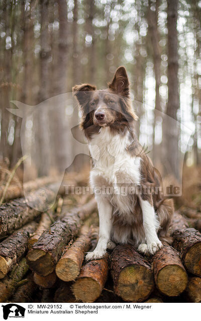 Miniature Australian Shepherd / Miniature Australian Shepherd / MW-29152
