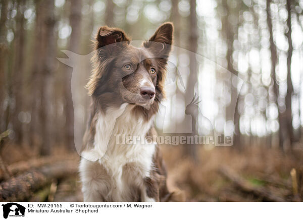 Miniature Australian Shepherd / Miniature Australian Shepherd / MW-29155