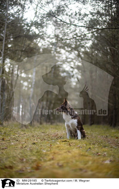 Miniature Australian Shepherd / Miniature Australian Shepherd / MW-29185