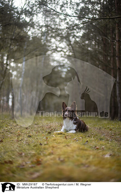 Miniature Australian Shepherd / Miniature Australian Shepherd / MW-29187