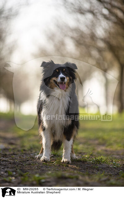 Miniature Australian Shepherd / Miniature Australian Shepherd / MW-29265