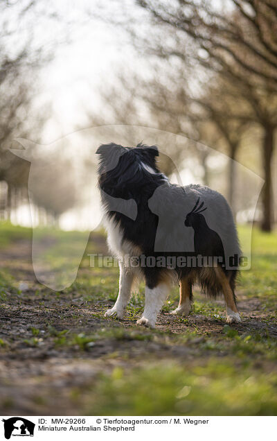 Miniature Australian Shepherd / Miniature Australian Shepherd / MW-29266