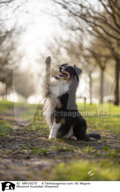 Miniature Australian Shepherd / Miniature Australian Shepherd / MW-29270