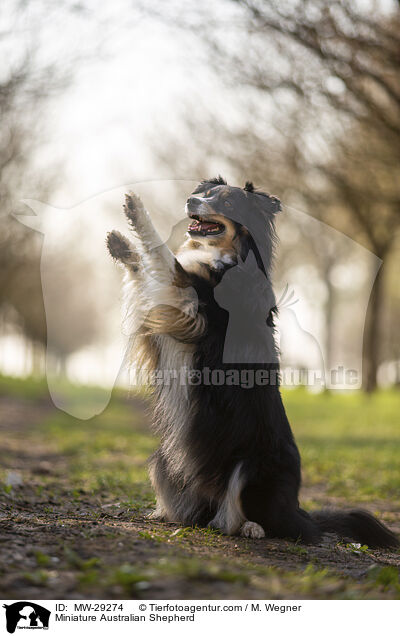 Miniature Australian Shepherd / Miniature Australian Shepherd / MW-29274