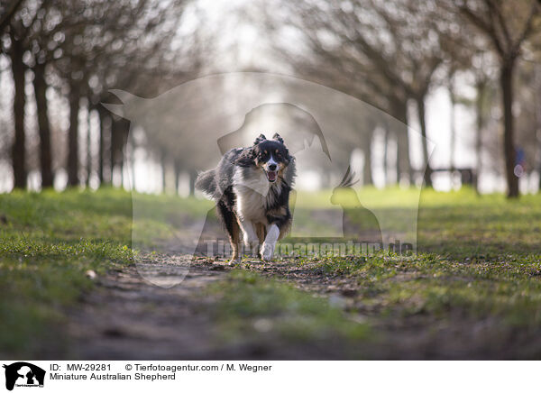 Miniature Australian Shepherd / Miniature Australian Shepherd / MW-29281