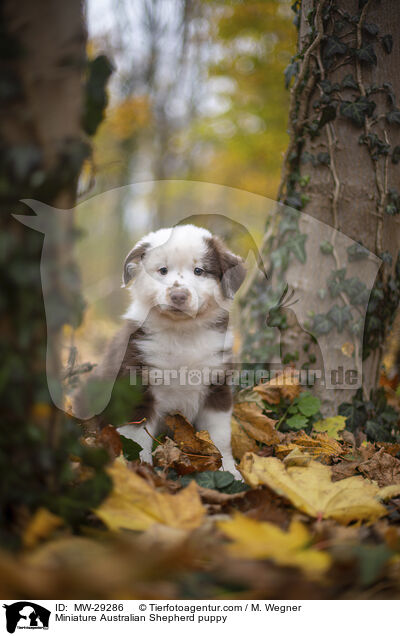 Miniature Australian Shepherd Welpe / Miniature Australian Shepherd puppy / MW-29286
