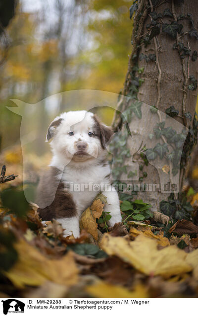 Miniature Australian Shepherd Welpe / Miniature Australian Shepherd puppy / MW-29288