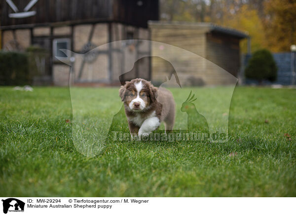 Miniature Australian Shepherd Welpe / Miniature Australian Shepherd puppy / MW-29294