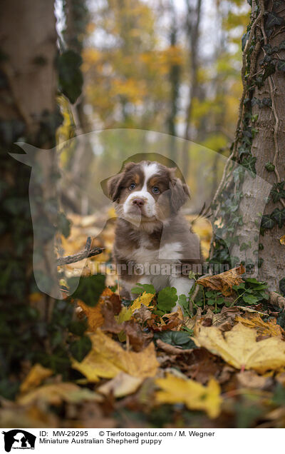 Miniature Australian Shepherd Welpe / Miniature Australian Shepherd puppy / MW-29295
