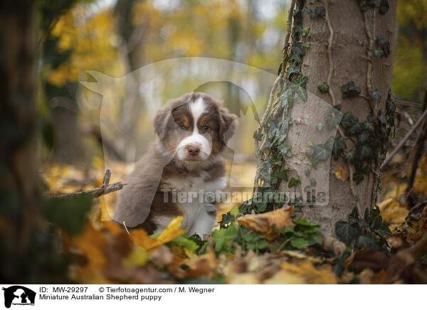 Miniature Australian Shepherd Welpe / Miniature Australian Shepherd puppy / MW-29297
