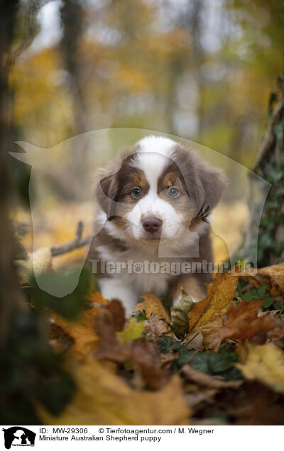 Miniature Australian Shepherd puppy / MW-29306