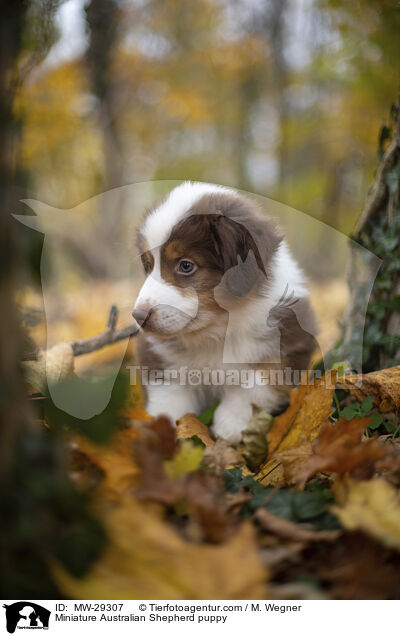 Miniature Australian Shepherd puppy / MW-29307