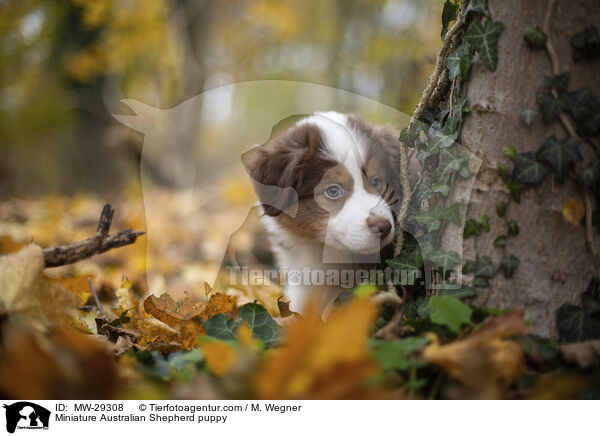 Miniature Australian Shepherd puppy / MW-29308