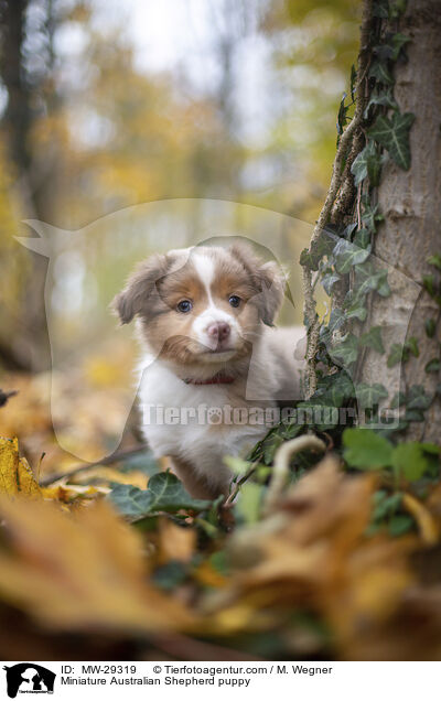 Miniature Australian Shepherd Welpe / Miniature Australian Shepherd puppy / MW-29319