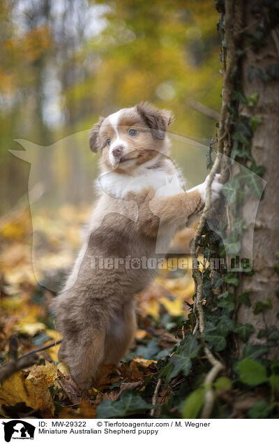 Miniature Australian Shepherd Welpe / Miniature Australian Shepherd puppy / MW-29322