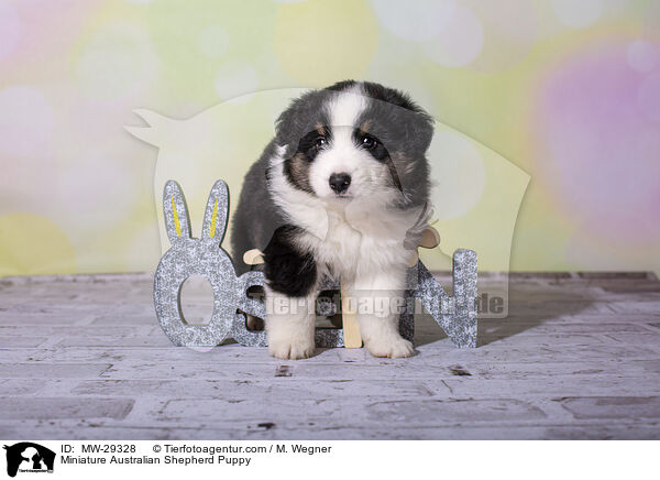 Miniature Australian Shepherd Welpe / Miniature Australian Shepherd Puppy / MW-29328