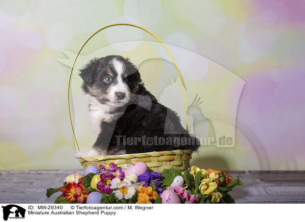 Miniature Australian Shepherd Welpe / Miniature Australian Shepherd Puppy / MW-29340