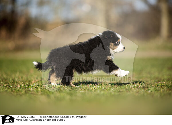 Miniature Australian Shepherd Welpe / Miniature Australian Shepherd puppy / MW-29350