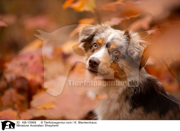 Miniature Australian Shepherd / KB-15968