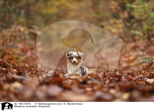 Miniature Australian Shepherd / KB-15975