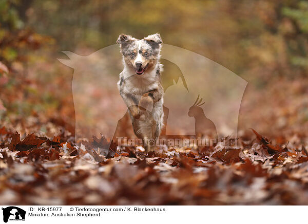 Miniature Australian Shepherd / Miniature Australian Shepherd / KB-15977