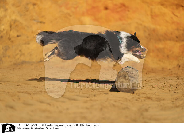 Miniature Australian Shepherd / Miniature Australian Shepherd / KB-16229