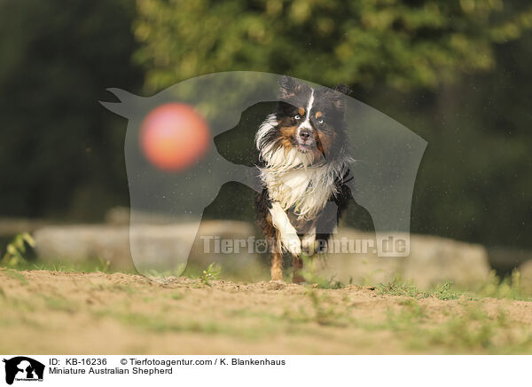 Miniature Australian Shepherd / Miniature Australian Shepherd / KB-16236