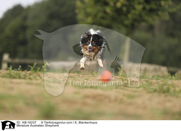 Miniature Australian Shepherd / Miniature Australian Shepherd / KB-16237
