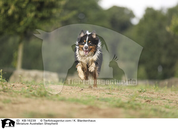 Miniature Australian Shepherd / Miniature Australian Shepherd / KB-16239