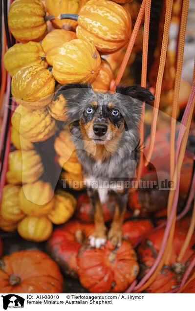 Miniature Australian Shepherd Hndin / female Miniature Australian Shepherd / AH-08010