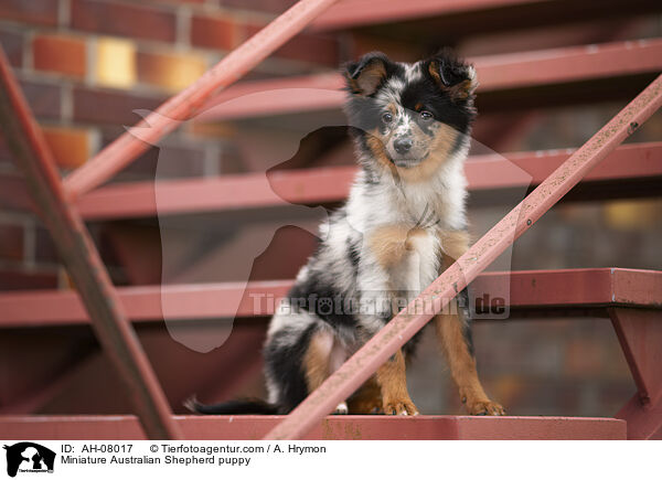 Miniature Australian Shepherd Welpe / Miniature Australian Shepherd puppy / AH-08017