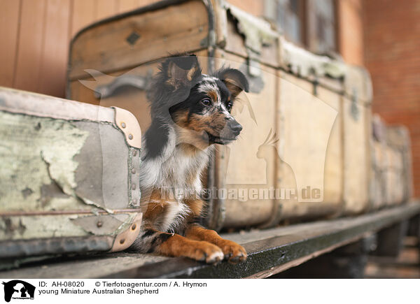 junger Miniature Australian Shepherd / young Miniature Australian Shepherd / AH-08020