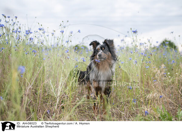 Miniature Australian Shepherd / AH-08023