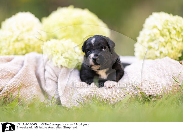3 Wochen alter Miniature Australian Shepherd / 3 weeks old Miniature Australian Shepherd / AH-08045