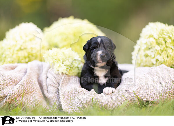 3 Wochen alter Miniature Australian Shepherd / 3 weeks old Miniature Australian Shepherd / AH-08046