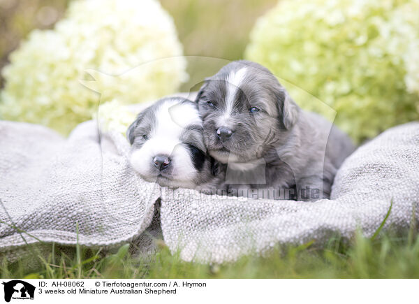 3 Wochen alter Miniature Australian Shepherd / 3 weeks old Miniature Australian Shepherd / AH-08062
