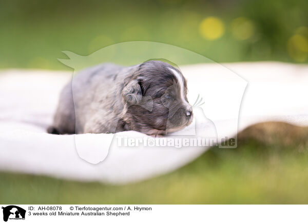 3 Wochen alter Miniature Australian Shepherd / 3 weeks old Miniature Australian Shepherd / AH-08078