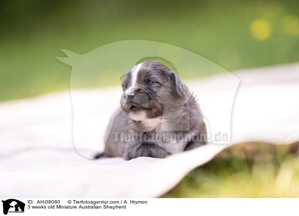 3 Wochen alter Miniature Australian Shepherd / 3 weeks old Miniature Australian Shepherd / AH-08080